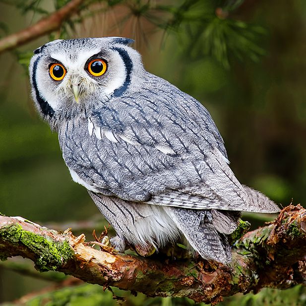 Which_animals_have_the_best_eyesight_row_5