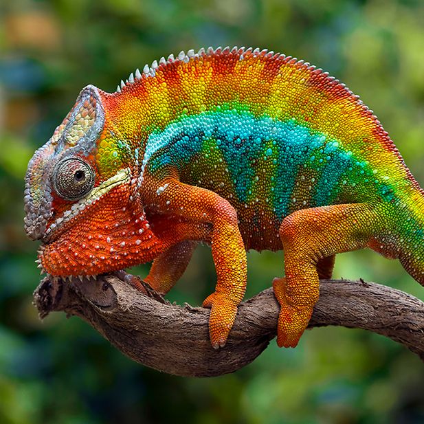 Which_animals_have_the_best_eyesight_row_7