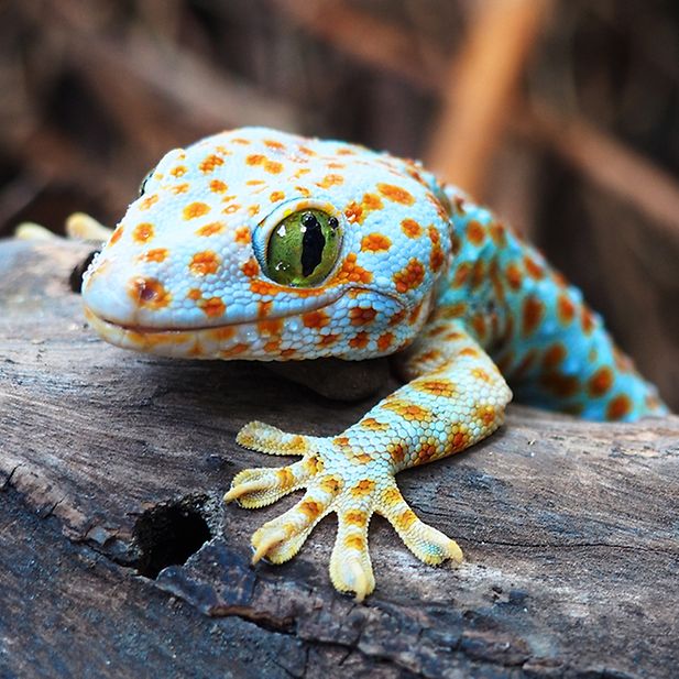 Which_animals_have_the_best_eyesight_row_9