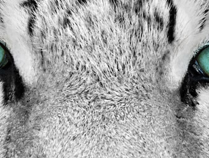 Which_animals_have_the_best_eyesight_row_1