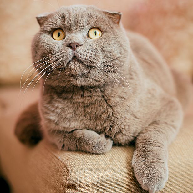 Which_animals_have_the_best_eyesight_row_8