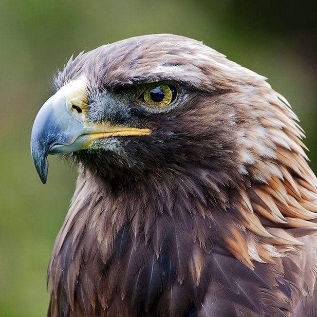 Which_animals_have_the_best_eyesight_row_4