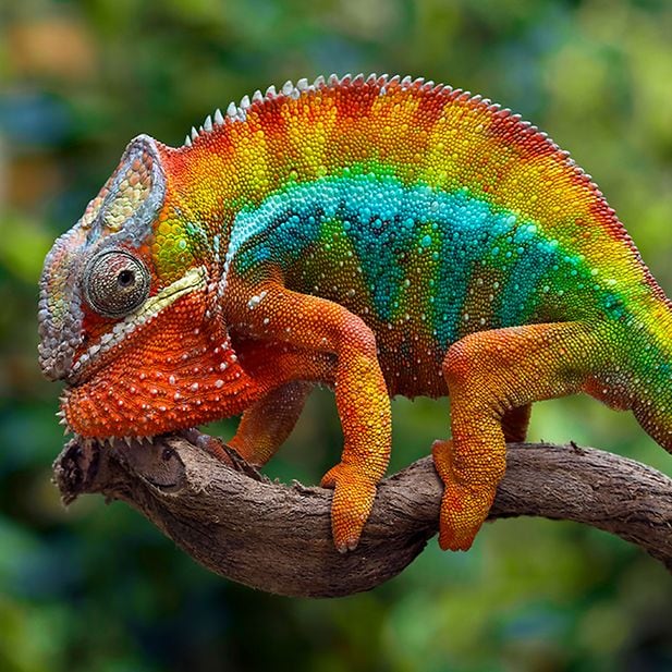 Which_animals_have_the_best_eyesight_row_7