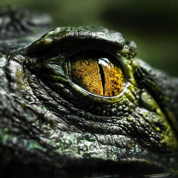 Which_animals_have_the_best_eyesight_row_10