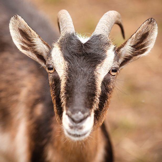 Which_animals_have_the_best_eyesight_row_11