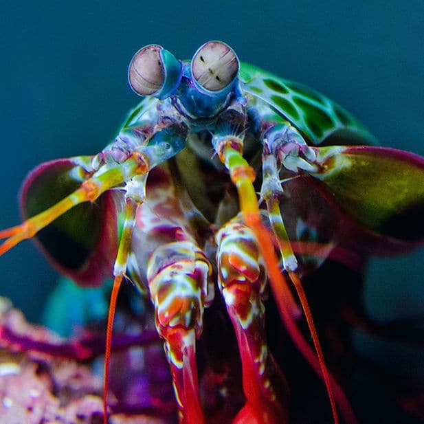 Which_animals_have_the_best_eyesight_row_6